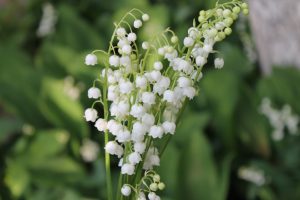 Lily of the valley grief counselling